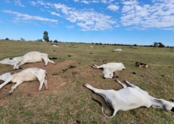 Frio extremo mata 80 bois e vacas em fazendas nos últimos dias em MS