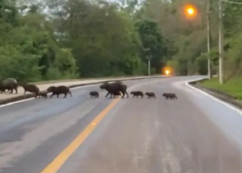 Motorista que perdeu carro após bater em capivara na BR-163 será indenizada