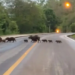 Motorista que perdeu carro após bater em capivara na BR-163 será indenizada