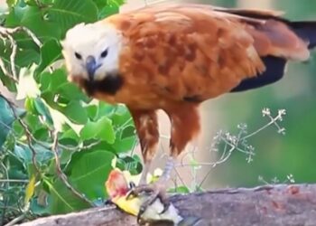 Cena rara: Gavião é filmado comendo piranha no alto de árvore após pesca em rio do Pantanal