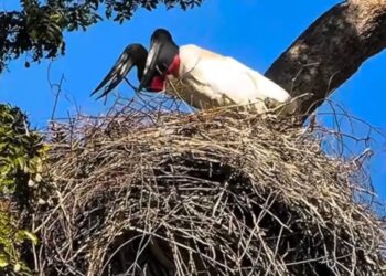 VÍDEO: Casal de tuiuiús inicia 'reforma' de ninho para temporada reprodutiva no Pantanal de MS