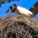 VÍDEO: Casal de tuiuiús inicia 'reforma' de ninho para temporada reprodutiva no Pantanal de MS