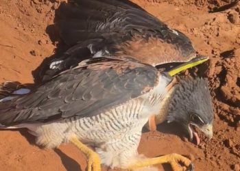 Caçador vira presa após cobra reagir a ataque e enforcar gavião em MS; veja cena rara
